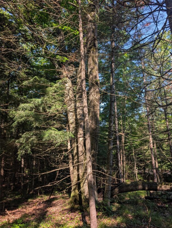 00 US Highway 63, grand view WI 54839 - Land house for sale - MLS #1601008 - image19
