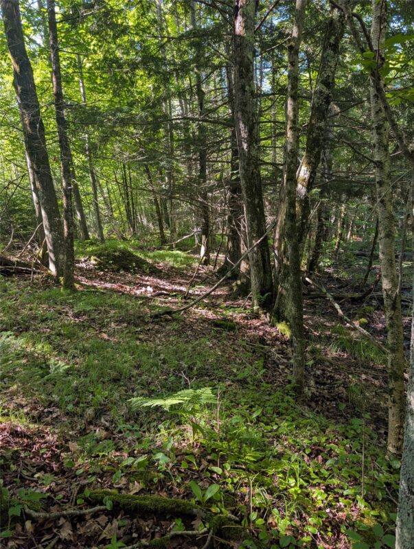 00 US Highway 63, grand view WI 54839 - Land house for sale - MLS #1601008 - image22