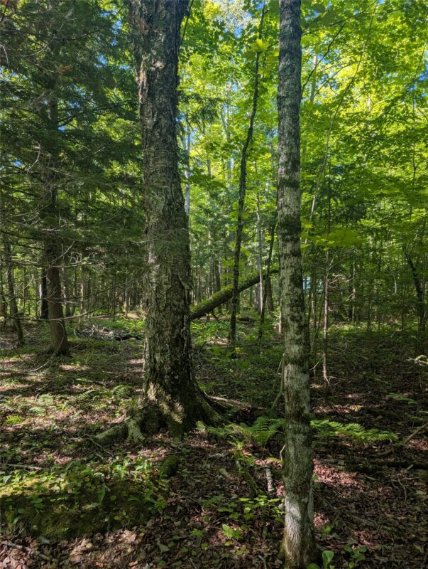 00 US Highway 63, grand view WI 54839 - Land house for sale - MLS #1601008 - image24