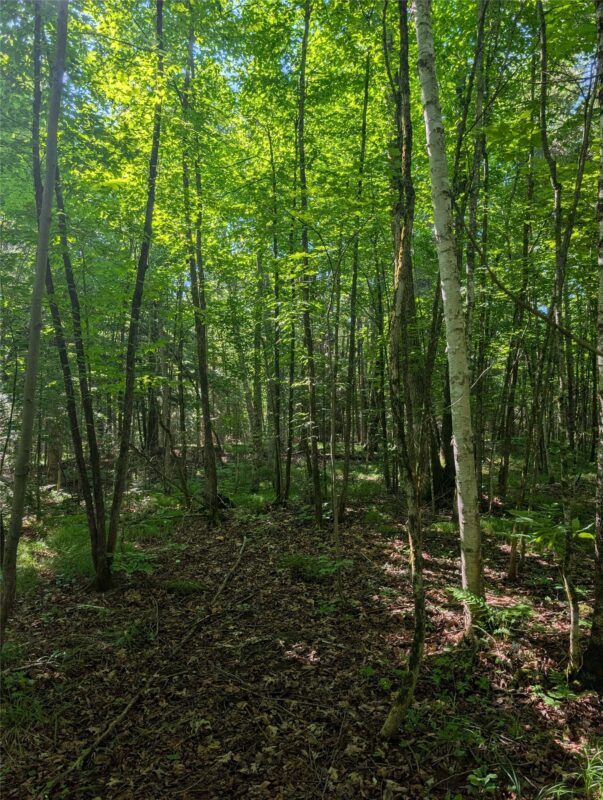00 US Highway 63, grand view WI 54839 - Land house for sale - MLS #1601008 - image25