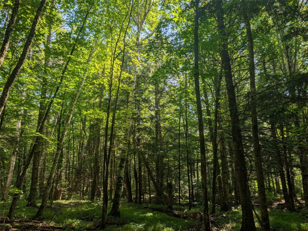 00 US Highway 63, grand view WI 54839 - Land house for sale - MLS #1601008 - image27