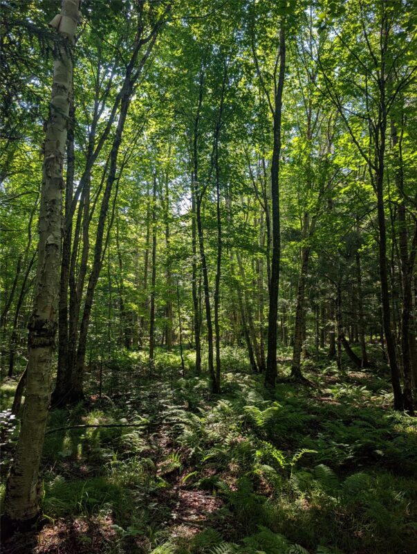 00 US Highway 63, grand view WI 54839 - Land house for sale - MLS #1601008 - image29