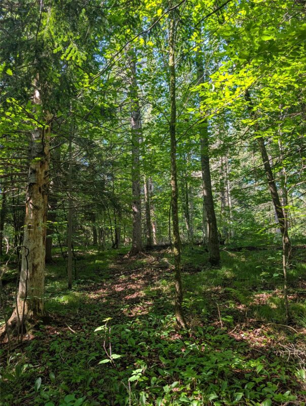 00 US Highway 63, grand view WI 54839 - Land house for sale - MLS #1601008 - image4