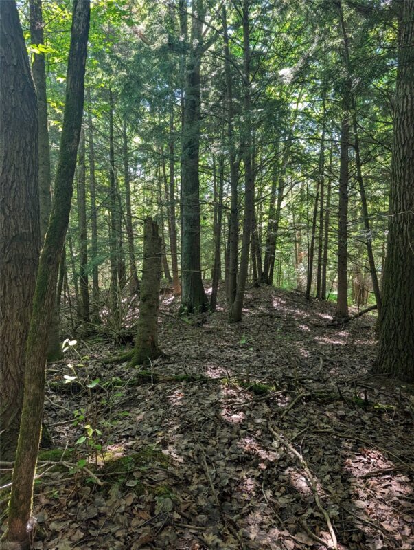 00 US Highway 63, grand view WI 54839 - Land house for sale - MLS #1601008 - image32