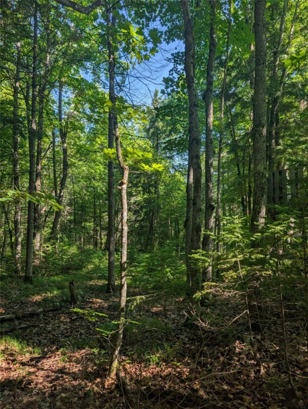 00 US Highway 63, grand view WI 54839 - Land house for sale - MLS #1601008 - image35