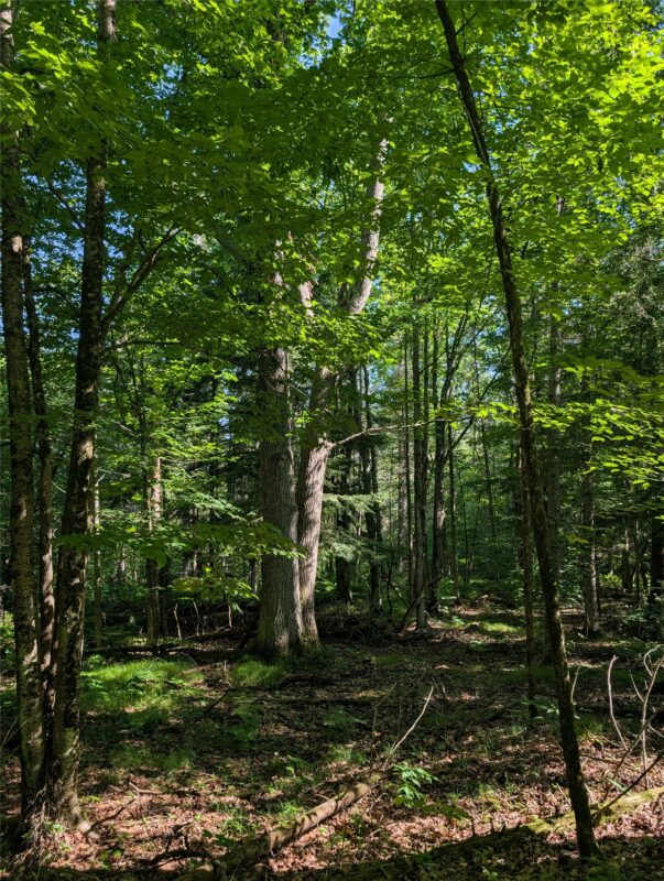 00 US Highway 63, grand view WI 54839 - Land house for sale - MLS #1601008 - image37