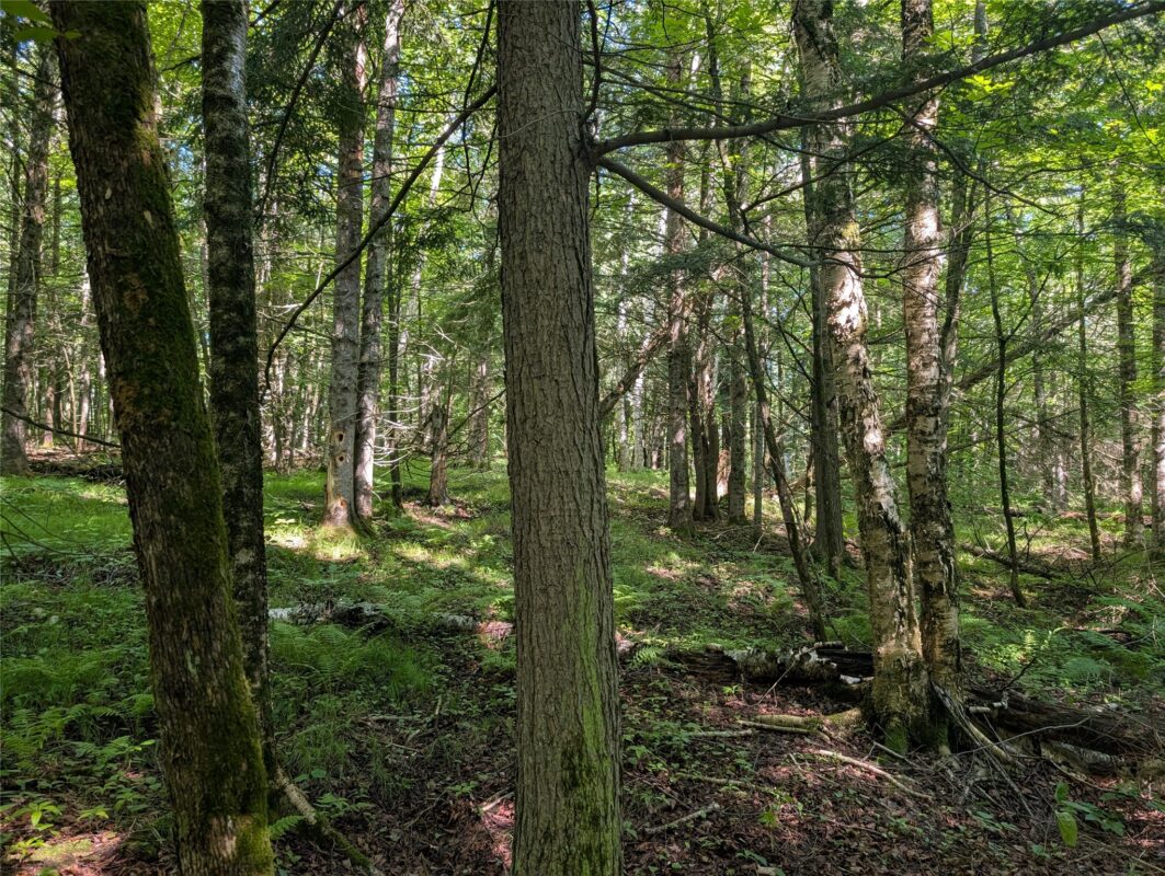 00 US Highway 63, grand view WI 54839 - Land house for sale - MLS #1601008 - image38