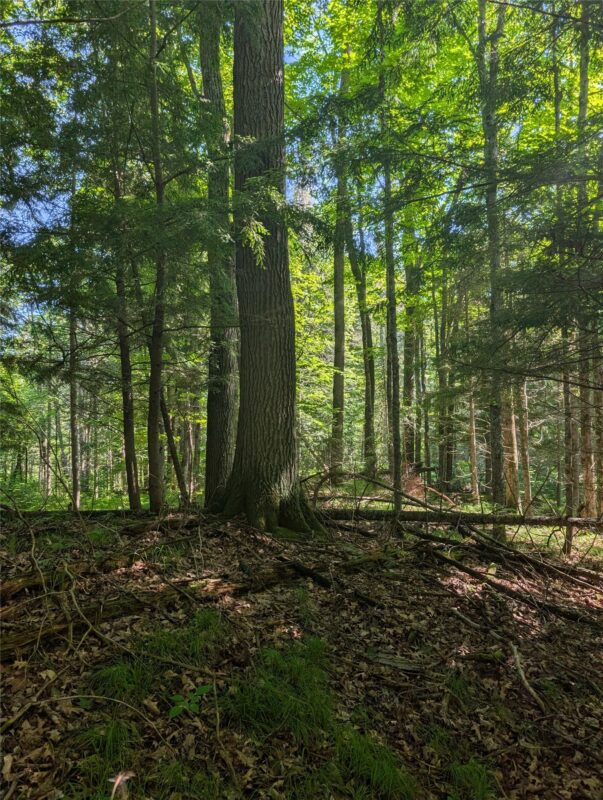 00 US Highway 63, grand view WI 54839 - Land house for sale - MLS #1601008 - image5