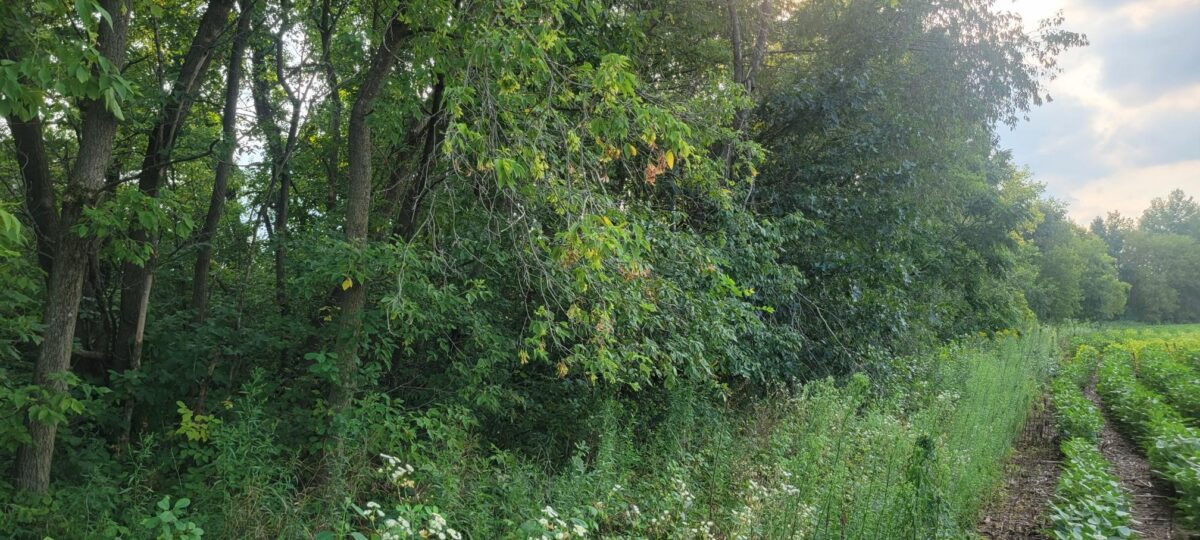 000 Casper Road, Alma Center WI 54611 - Land house for sale - MLS #1604151 - image12