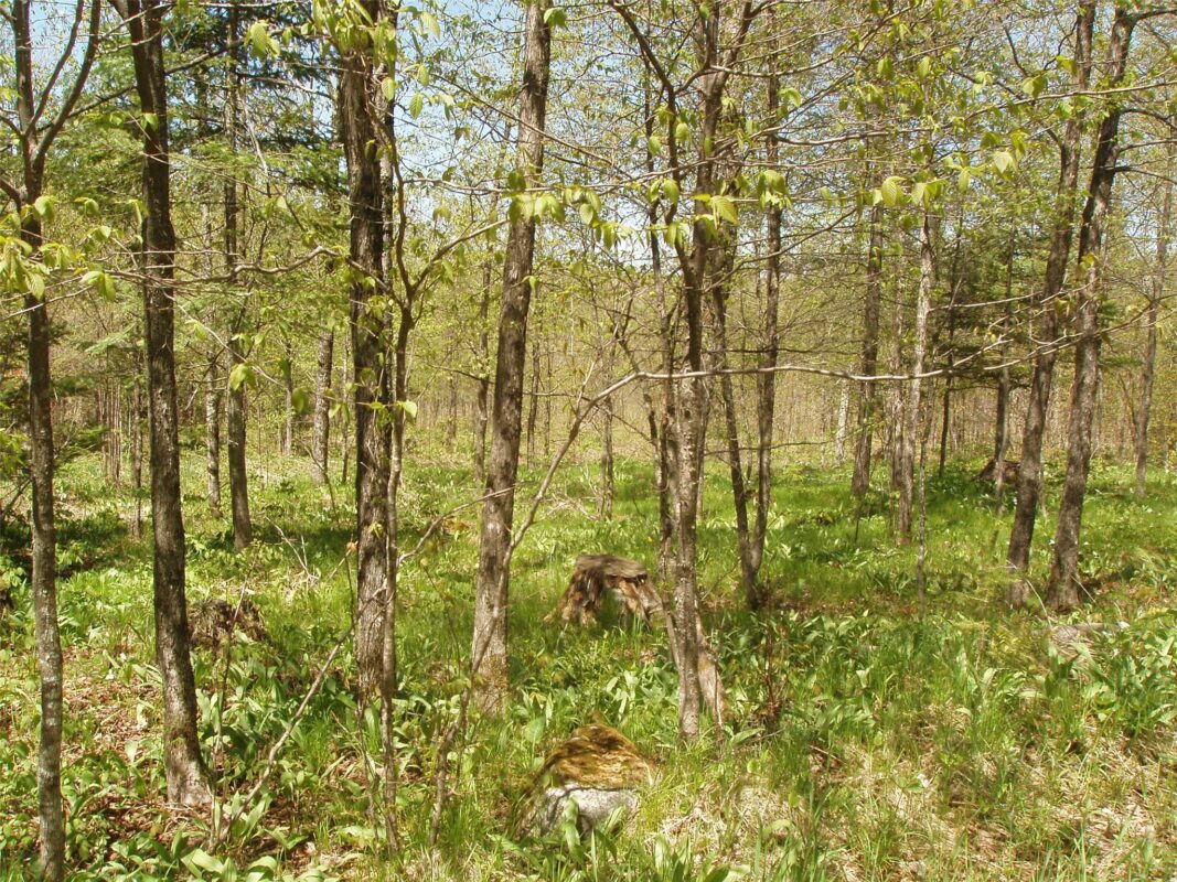 120 +/- Acres Off County Highway N, Glidden WI 54527 - Land house for sale - MLS #1601094 - image13