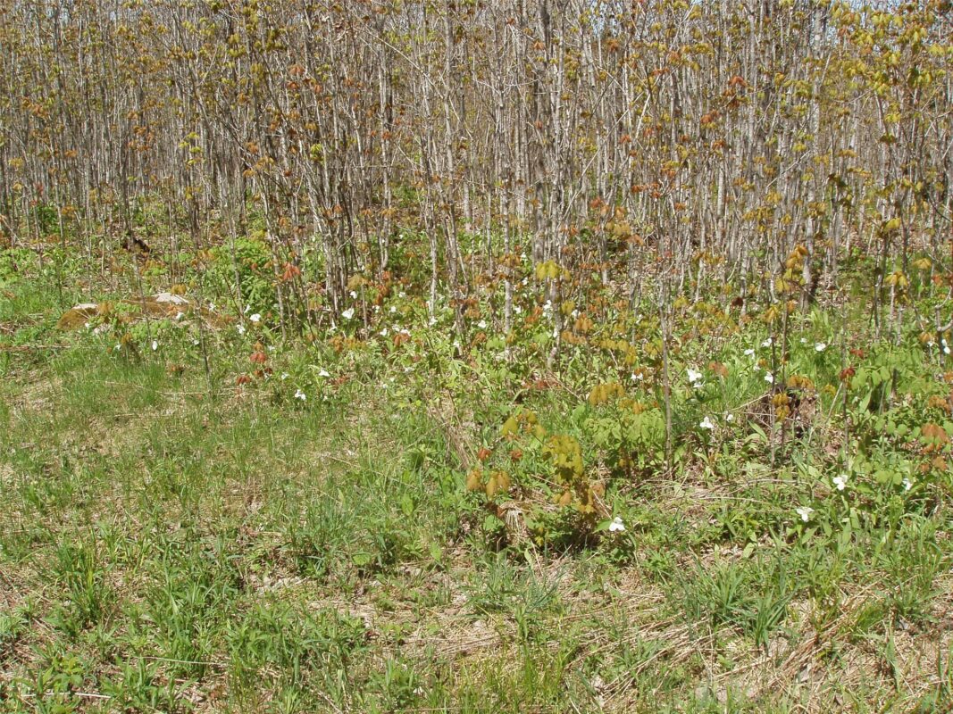 120 +/- Acres Off County Highway N, Glidden WI 54527 - Land house for sale - MLS #1601094 - image14