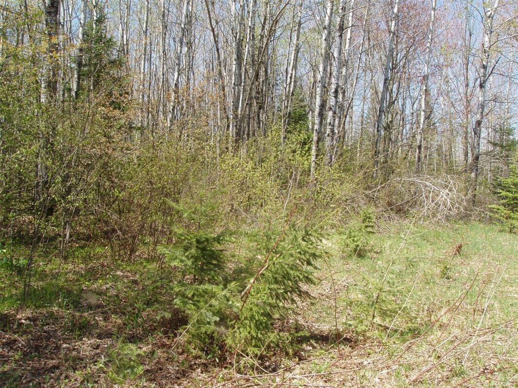 120 +/- Acres Off County Highway N, Glidden WI 54527 - Land house for sale - MLS #1601094 - image16