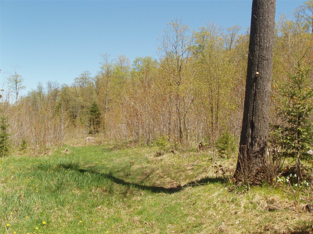 120 +/- Acres Off County Highway N, Glidden WI 54527 - Land house for sale - MLS #1601094 - image21