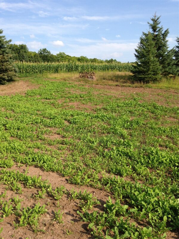 120 +/- Acres Off County Highway N, Glidden WI 54527 - Land house for sale - MLS #1601094 - image28