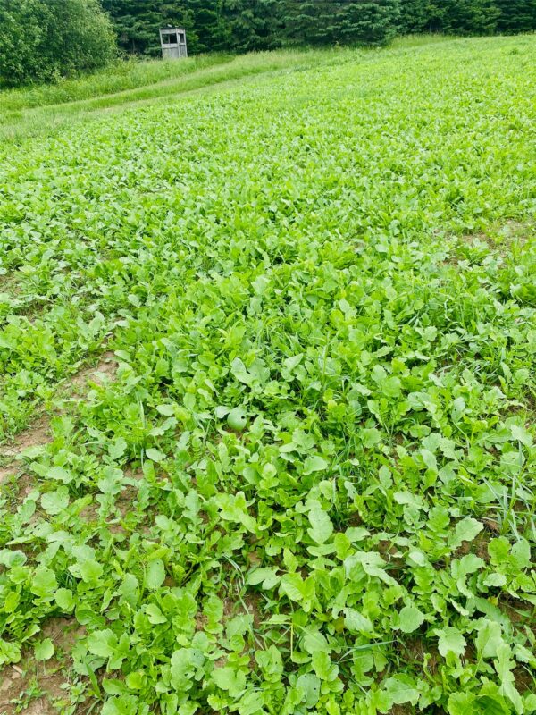 120 +/- Acres Off County Highway N, Glidden WI 54527 - Land house for sale - MLS #1601094 - image29