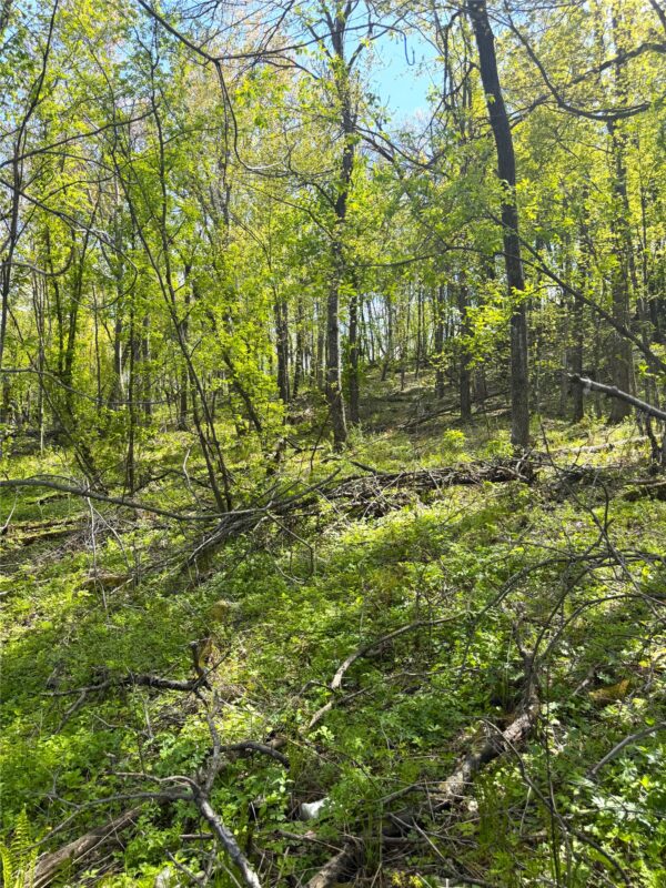 125 acres Steig Coulee Road, Osseo WI 54758 - Land house for sale - MLS #1601001 - image13