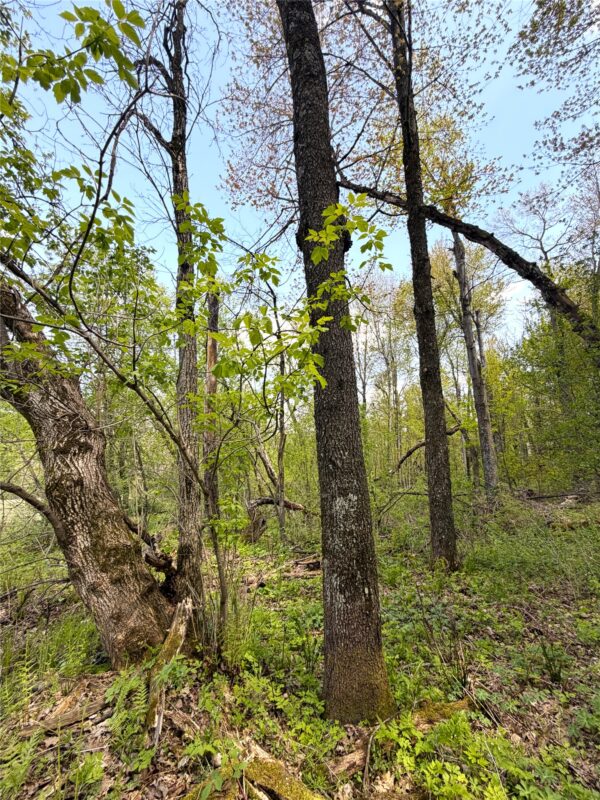125 acres Steig Coulee Road, Osseo WI 54758 - Land house for sale - MLS #1601001 - image27