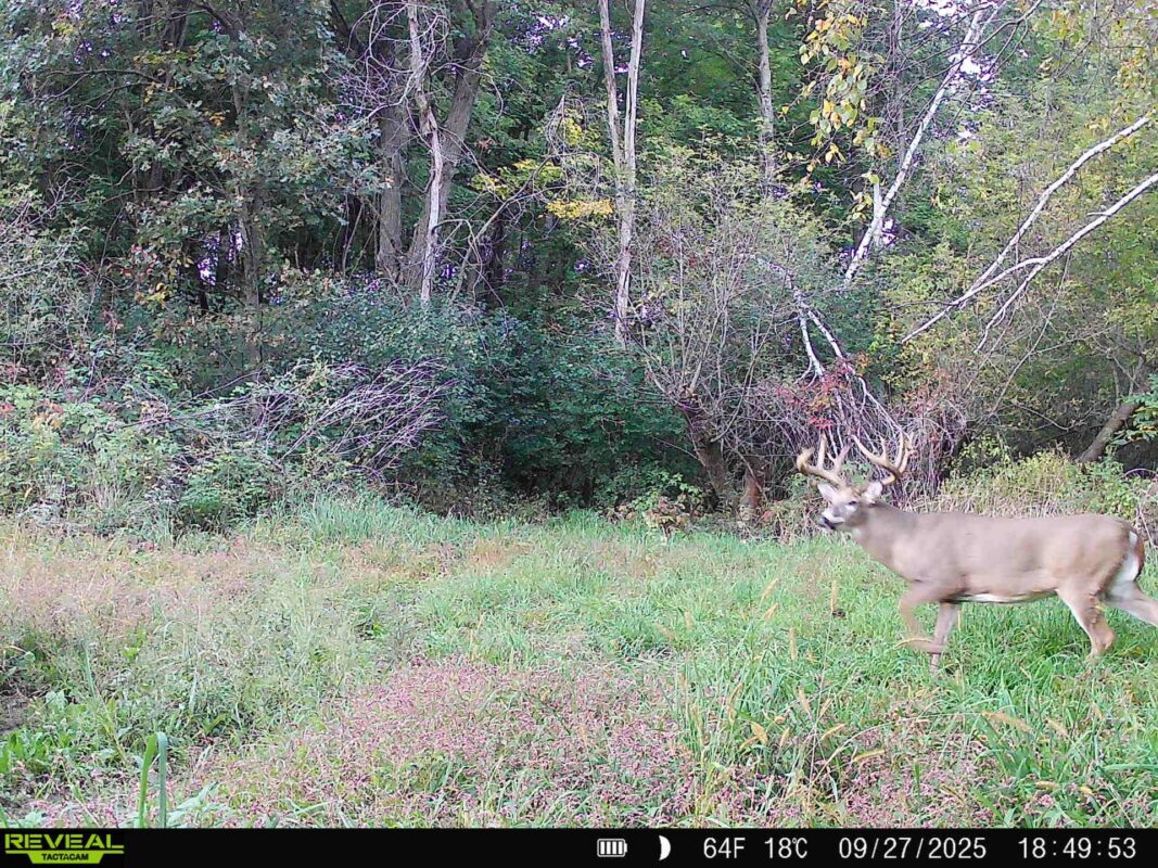 125 acres Steig Coulee Road, Osseo WI 54758 - Land house for sale - MLS #1601001 - image9