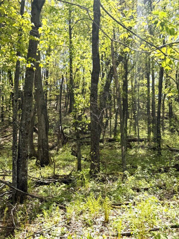 125 acres Steig Coulee Road, Osseo WI 54758 - Land house for sale - MLS #1601001 - image10