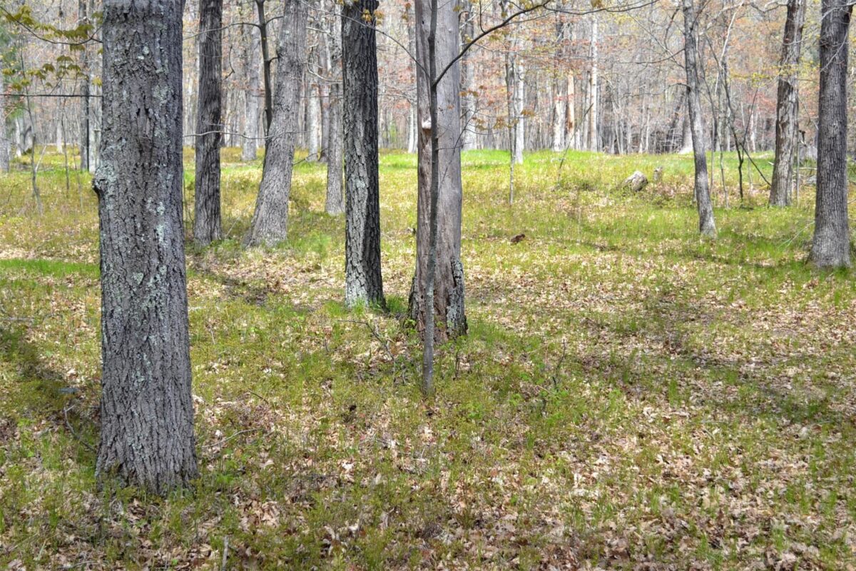 1391 Dock Lake Road, Spooner WI 54801 - Land house for sale - MLS #1601069 - image20