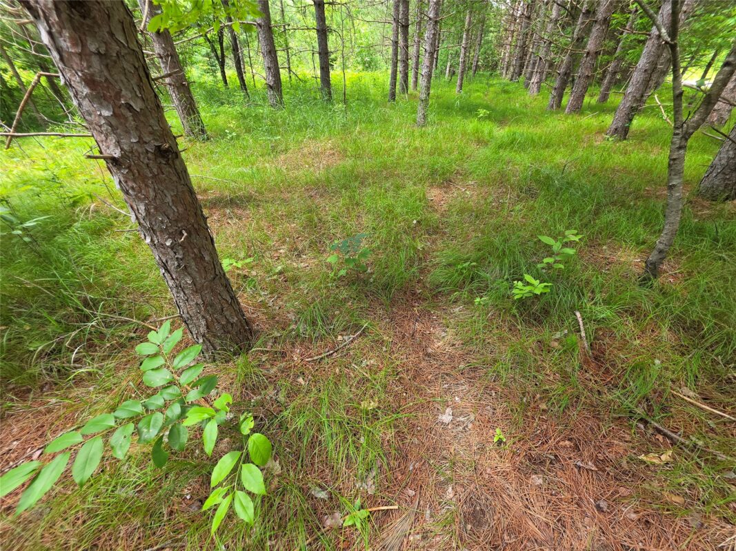 20 Acres Adams Road, Bruce WI 54819 - Land house for sale - MLS #1602683 - image11