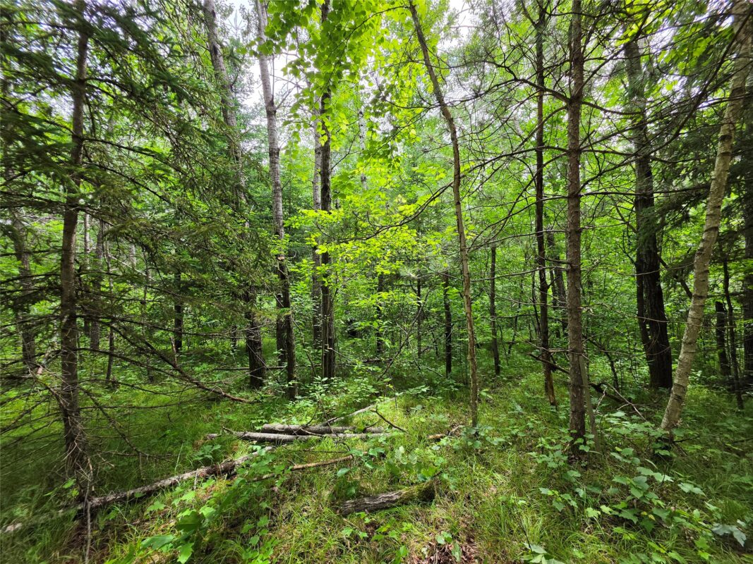 20 Acres Adams Road, Bruce WI 54819 - Land house for sale - MLS #1602683 - image12