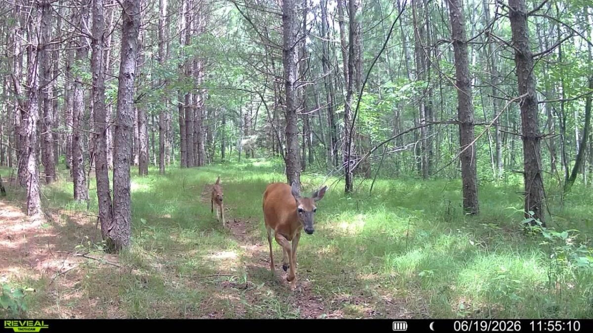 20 Acres Adams Road, Bruce WI 54819 - Land house for sale - MLS #1602683 - image16
