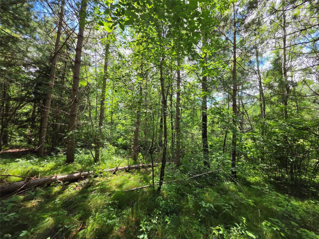20 Acres Adams Road, Bruce WI 54819 - Land house for sale - MLS #1602683 - image7