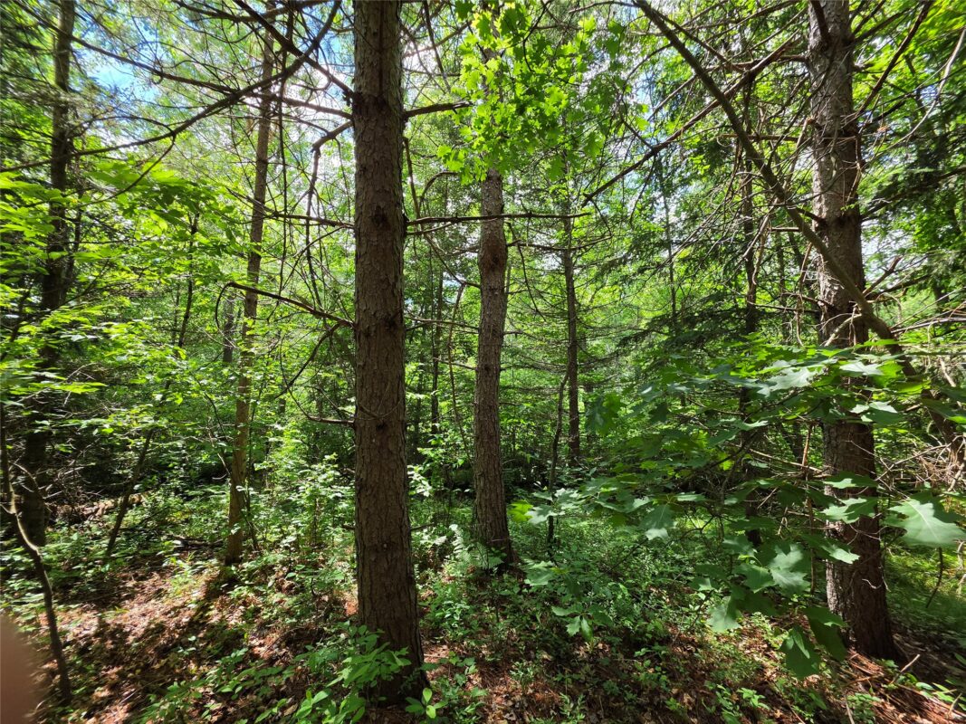 20 Acres Adams Road, Bruce WI 54819 - Land house for sale - MLS #1602683 - image8