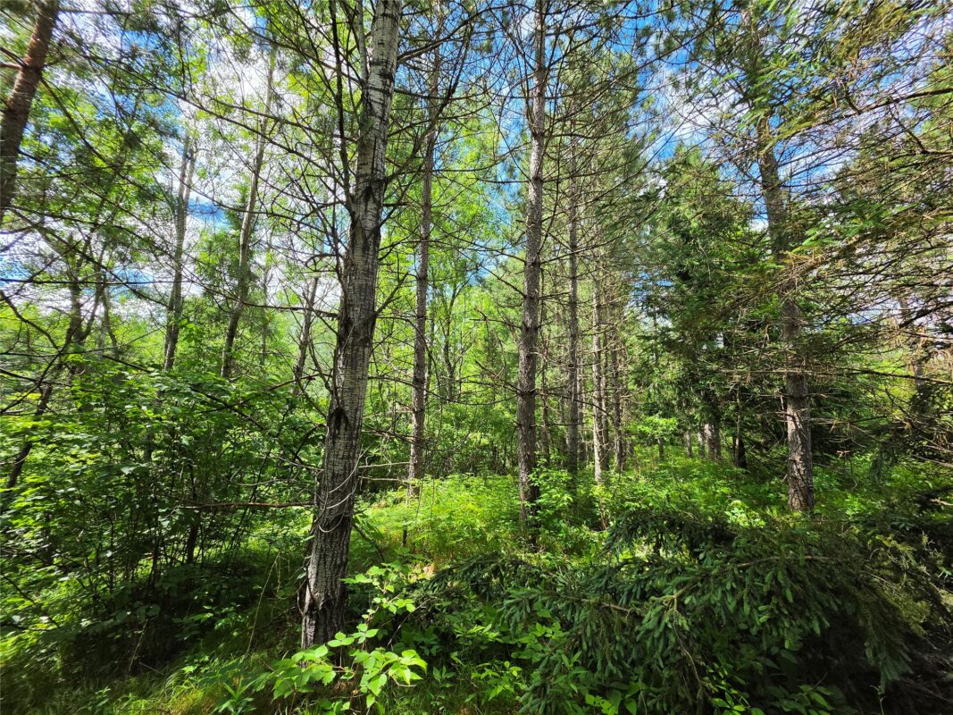 20 Acres Adams Road, Bruce WI 54819 - Land house for sale - MLS #1602683 - image9