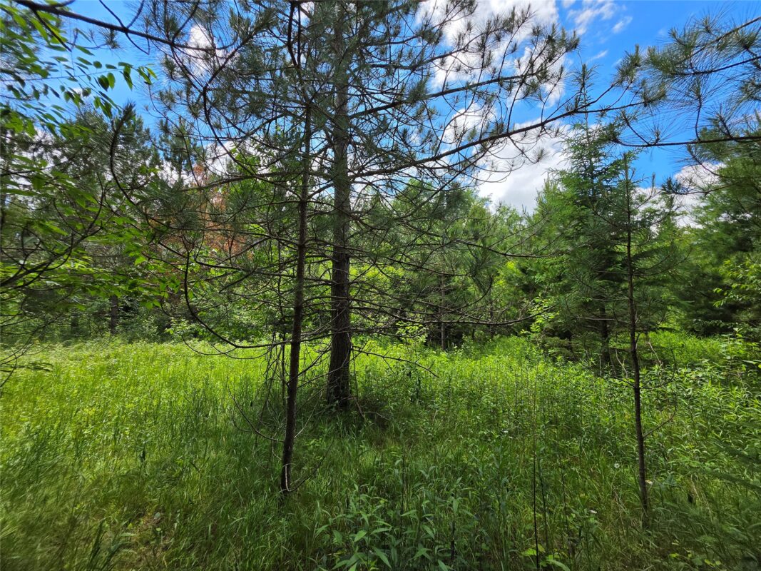 20 Acres Adams Road, Bruce WI 54819 - Land house for sale - MLS #1602683 - image10