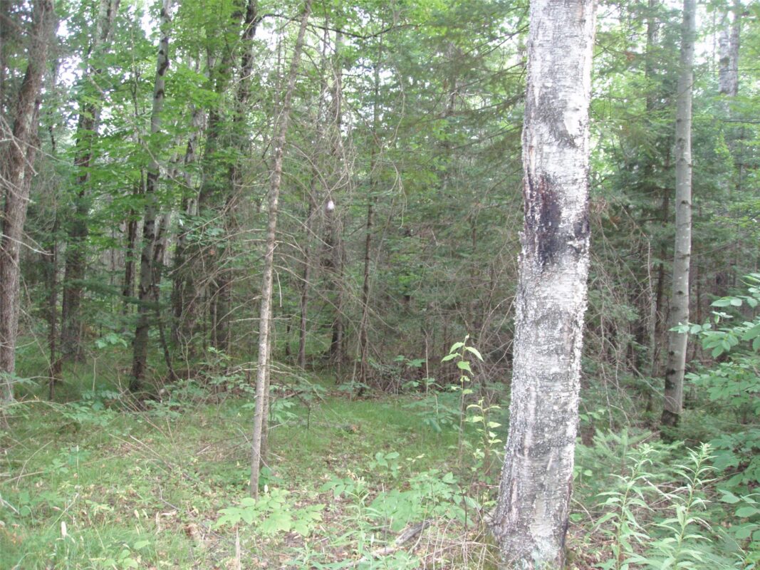 40+/- A ON State Highway 102, Ogema WI 54459 - Land house for sale - MLS #1603800 - image2