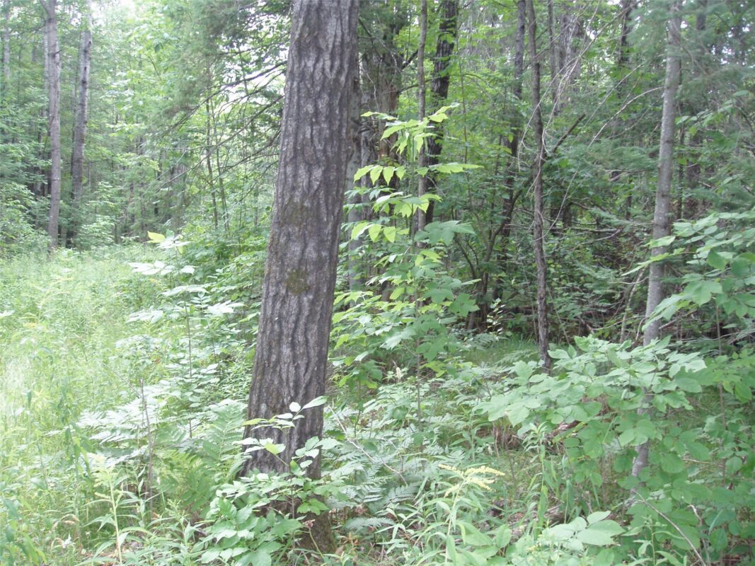40+/- A ON State Highway 102, Ogema WI 54459 - Land house for sale - MLS #1603800 - image4