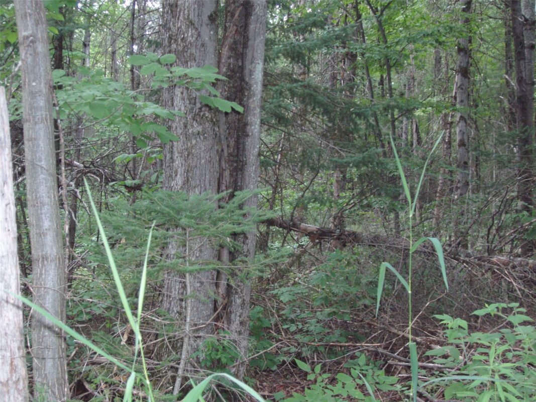 40+/- A ON State Highway 102, Ogema WI 54459 - Land house for sale - MLS #1603800 - image7