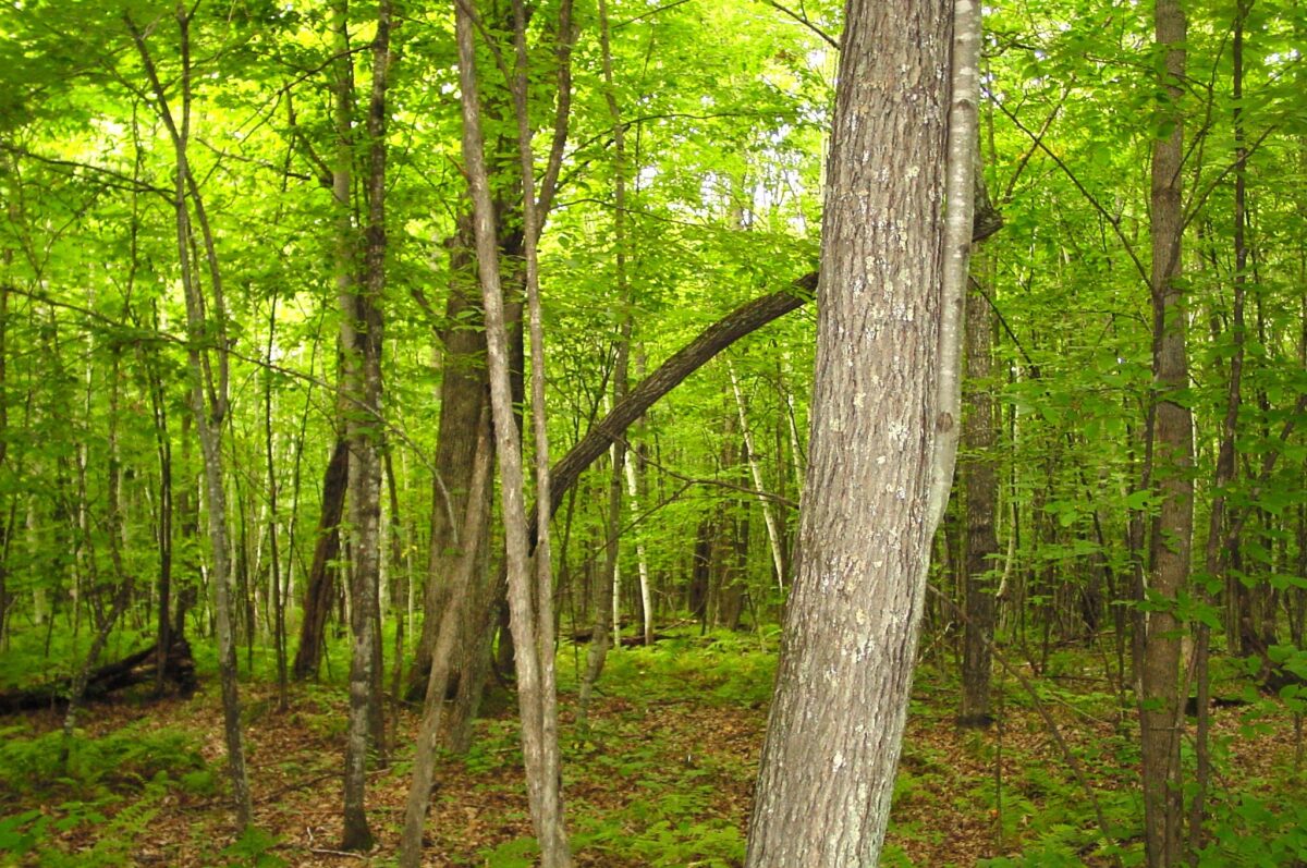 80 Acres on Bailey Road, Bruce WI 54819 - Land house for sale - MLS #1604154 - image2