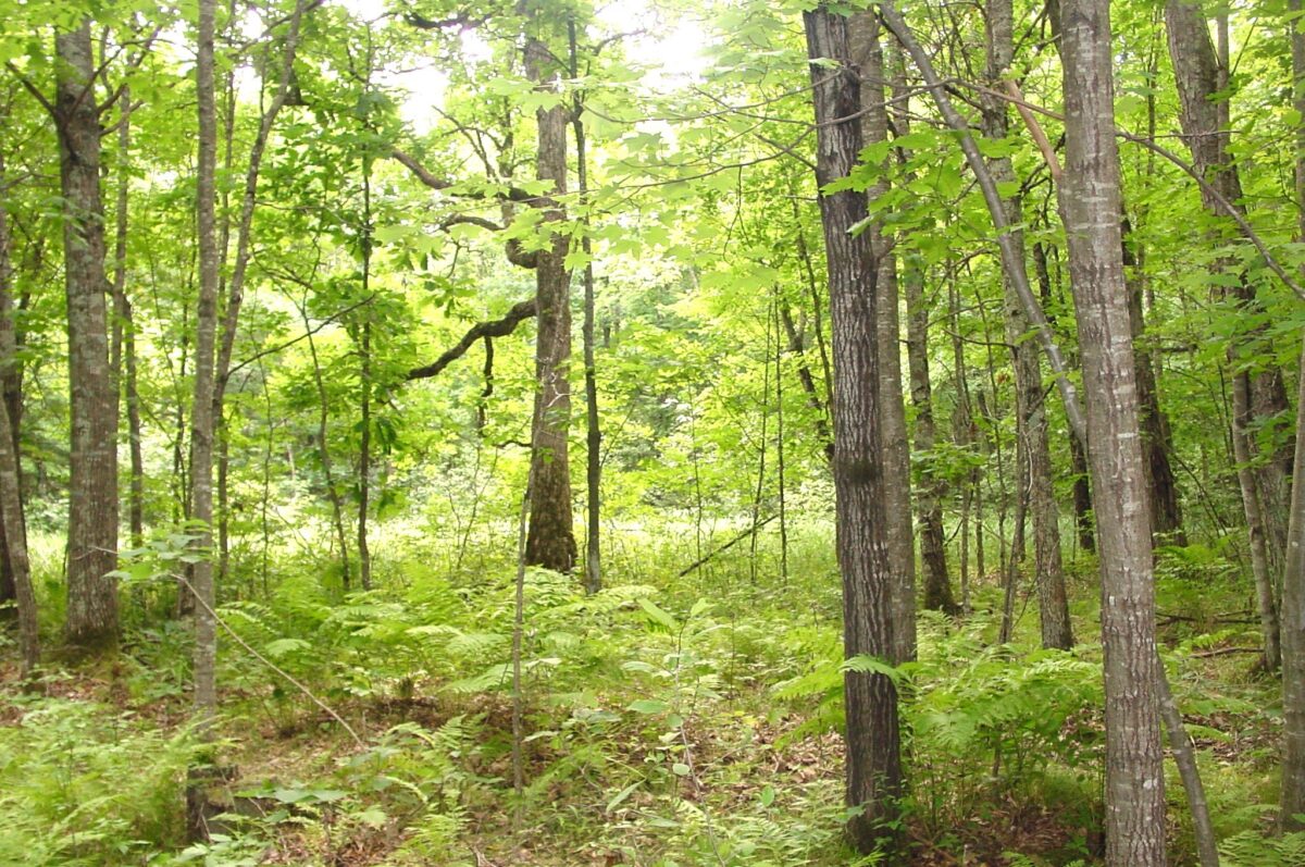 80 Acres on Bailey Road, Bruce WI 54819 - Land house for sale - MLS #1604154 - image11