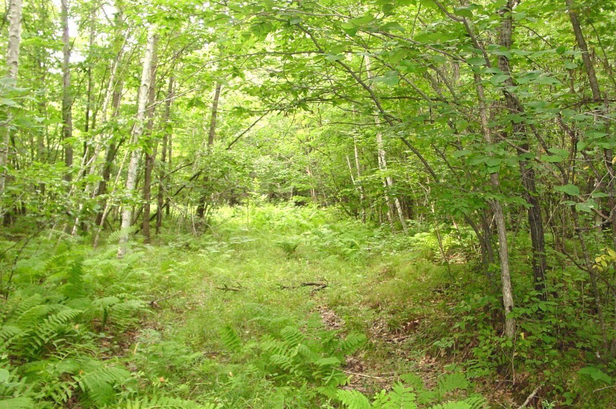80 Acres on Bailey Road, Bruce WI 54819 - Land house for sale - MLS #1604154 - image12