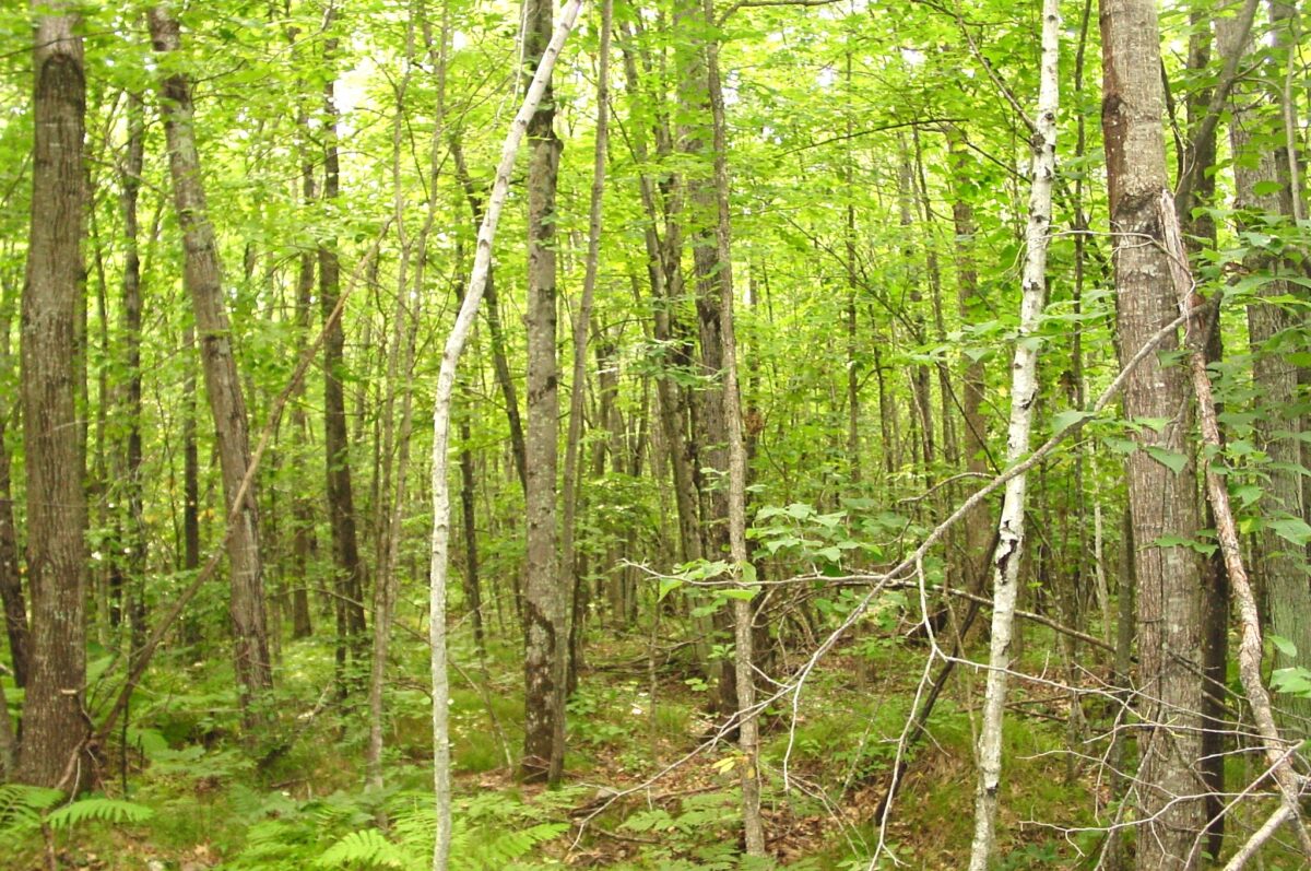 80 Acres on Bailey Road, Bruce WI 54819 - Land house for sale - MLS #1604154 - image13