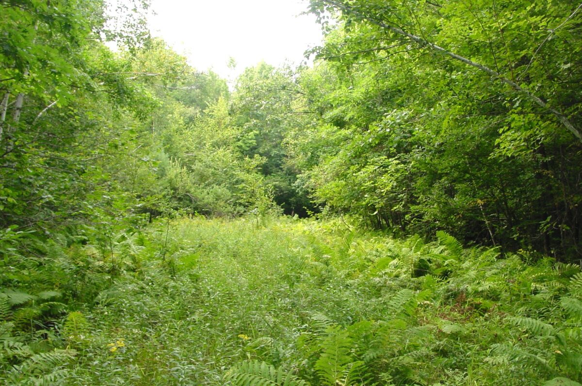 80 Acres on Bailey Road, Bruce WI 54819 - Land house for sale - MLS #1604154 - image14