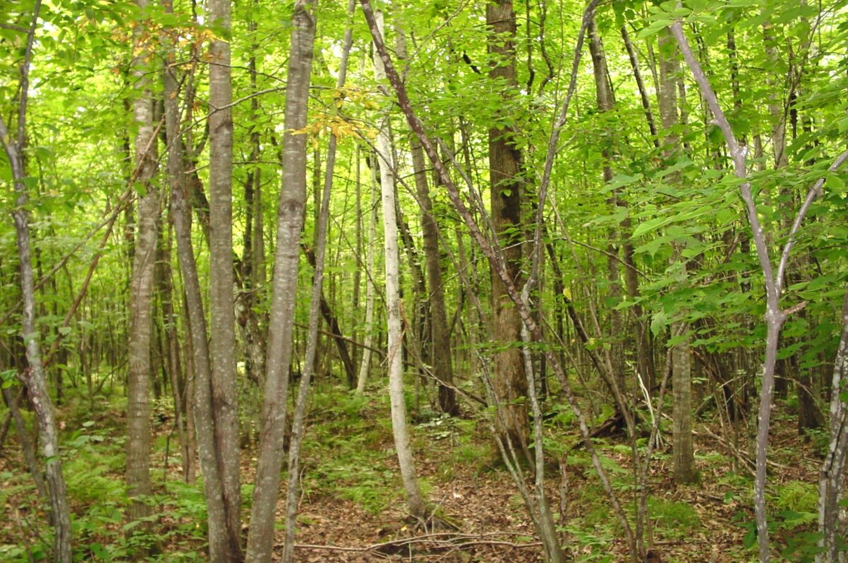 80 Acres on Bailey Road, Bruce WI 54819 - Land house for sale - MLS #1604154 - image15