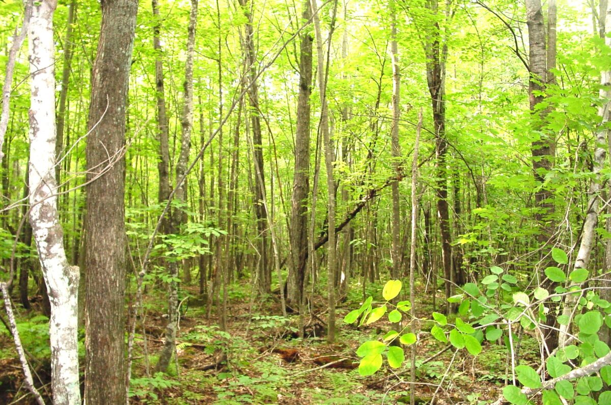 80 Acres on Bailey Road, Bruce WI 54819 - Land house for sale - MLS #1604154 - image16