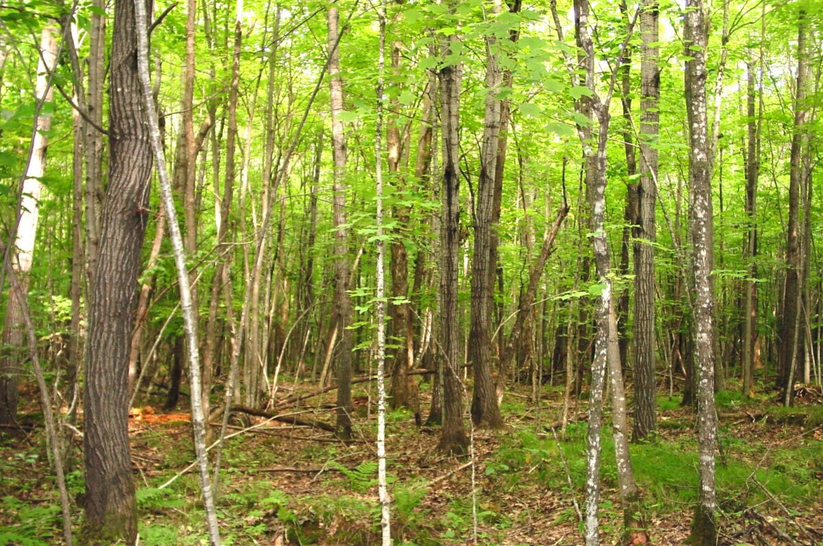 80 Acres on Bailey Road, Bruce WI 54819 - Land house for sale - MLS #1604154 - image17