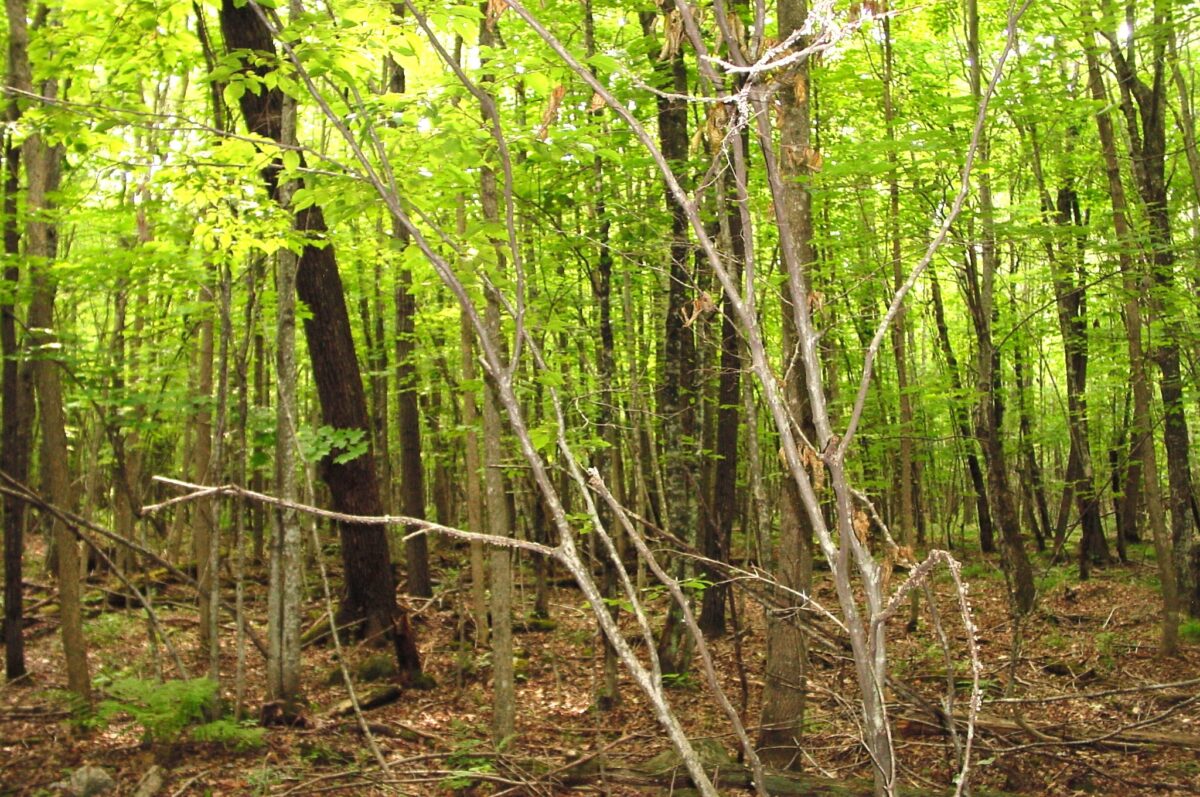 80 Acres on Bailey Road, Bruce WI 54819 - Land house for sale - MLS #1604154 - image18