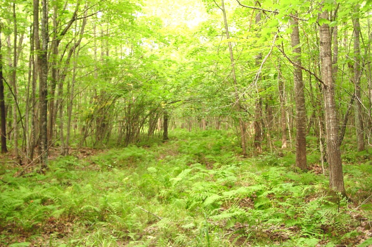 80 Acres on Bailey Road, Bruce WI 54819 - Land house for sale - MLS #1604154 - image19