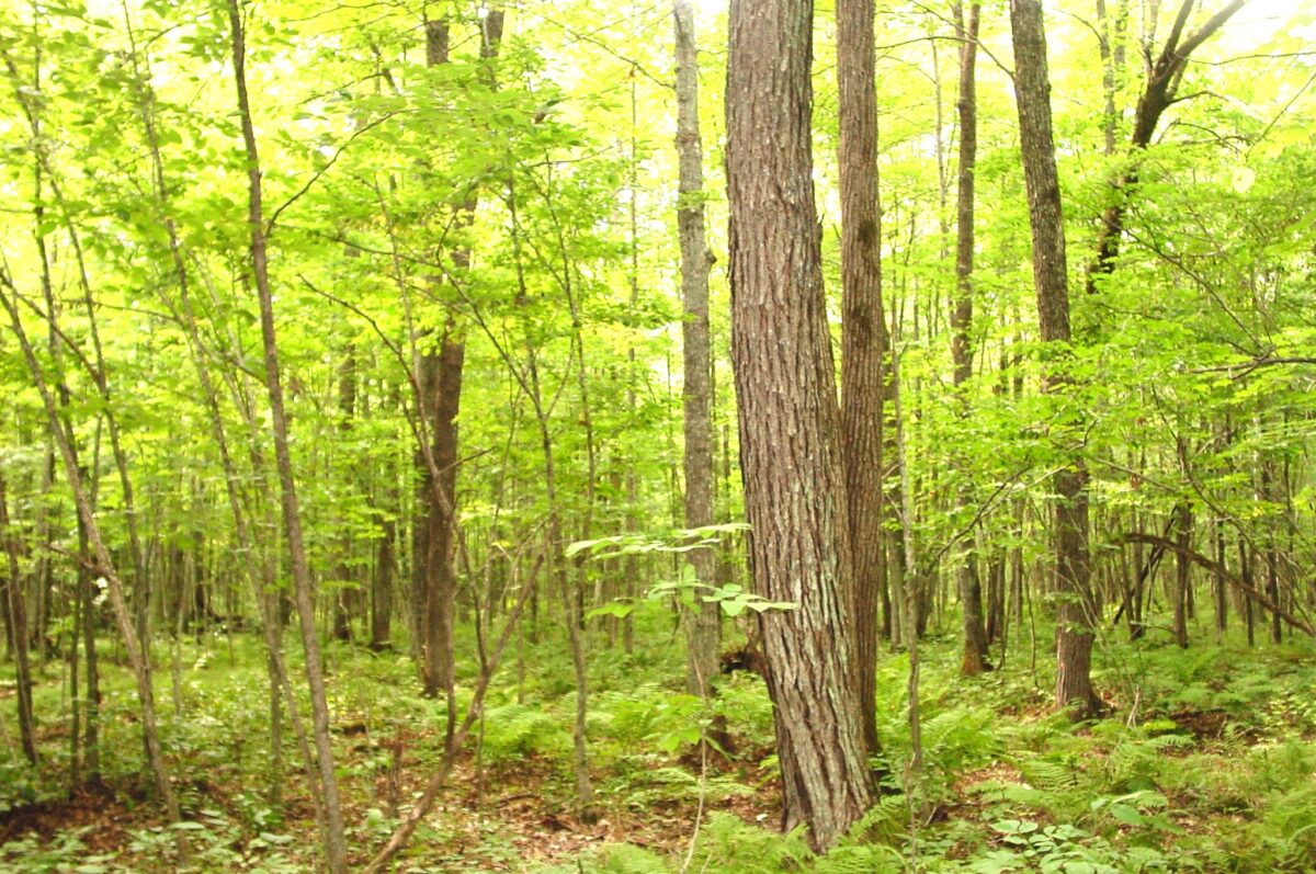 80 Acres on Bailey Road, Bruce WI 54819 - Land house for sale - MLS #1604154 - image20