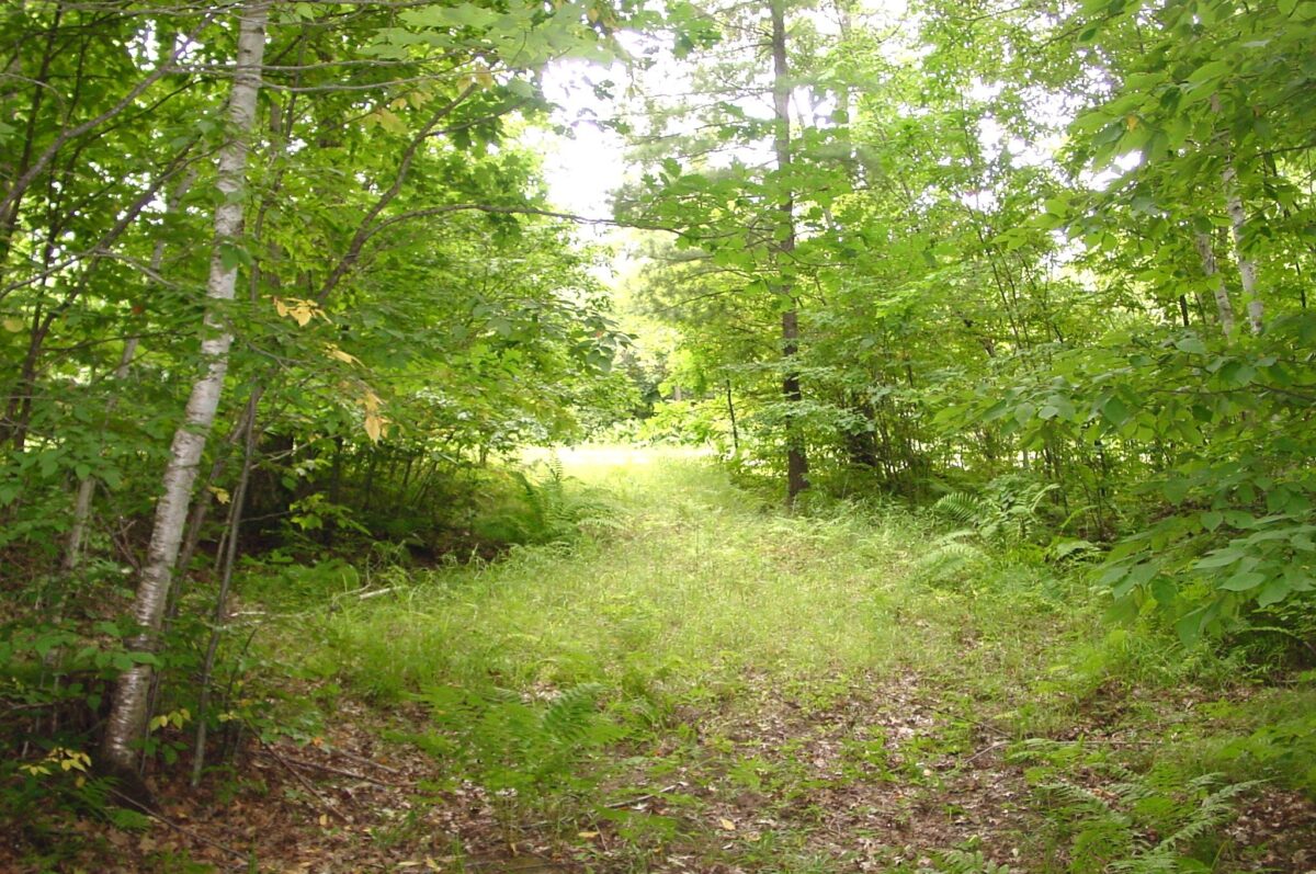 80 Acres on Bailey Road, Bruce WI 54819 - Land house for sale - MLS #1604154 - image3