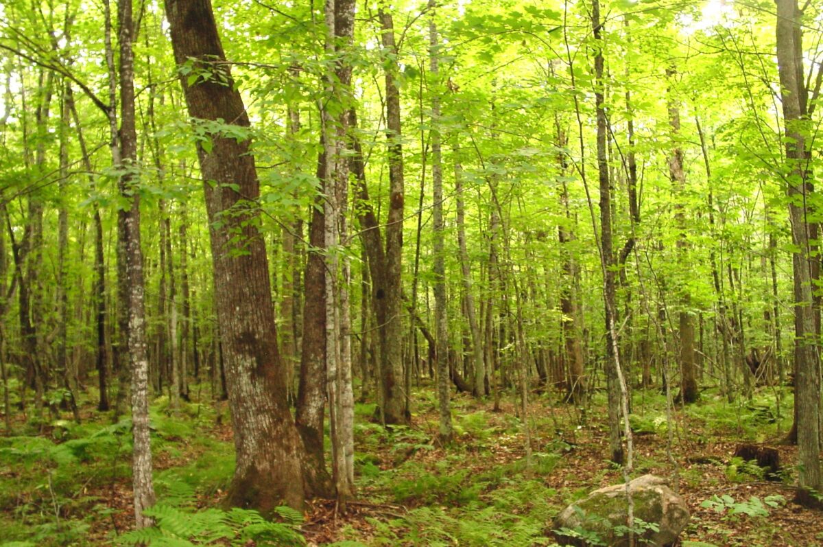 80 Acres on Bailey Road, Bruce WI 54819 - Land house for sale - MLS #1604154 - image21