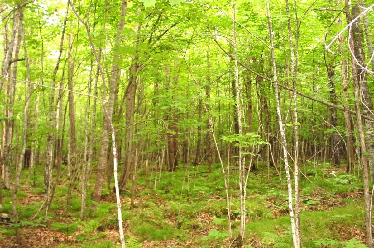 80 Acres on Bailey Road, Bruce WI 54819 - Land house for sale - MLS #1604154 - image22