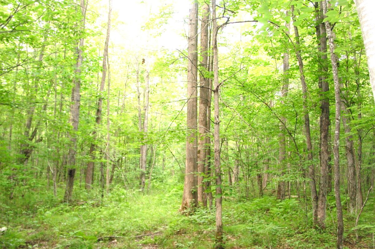 80 Acres on Bailey Road, Bruce WI 54819 - Land house for sale - MLS #1604154 - image23