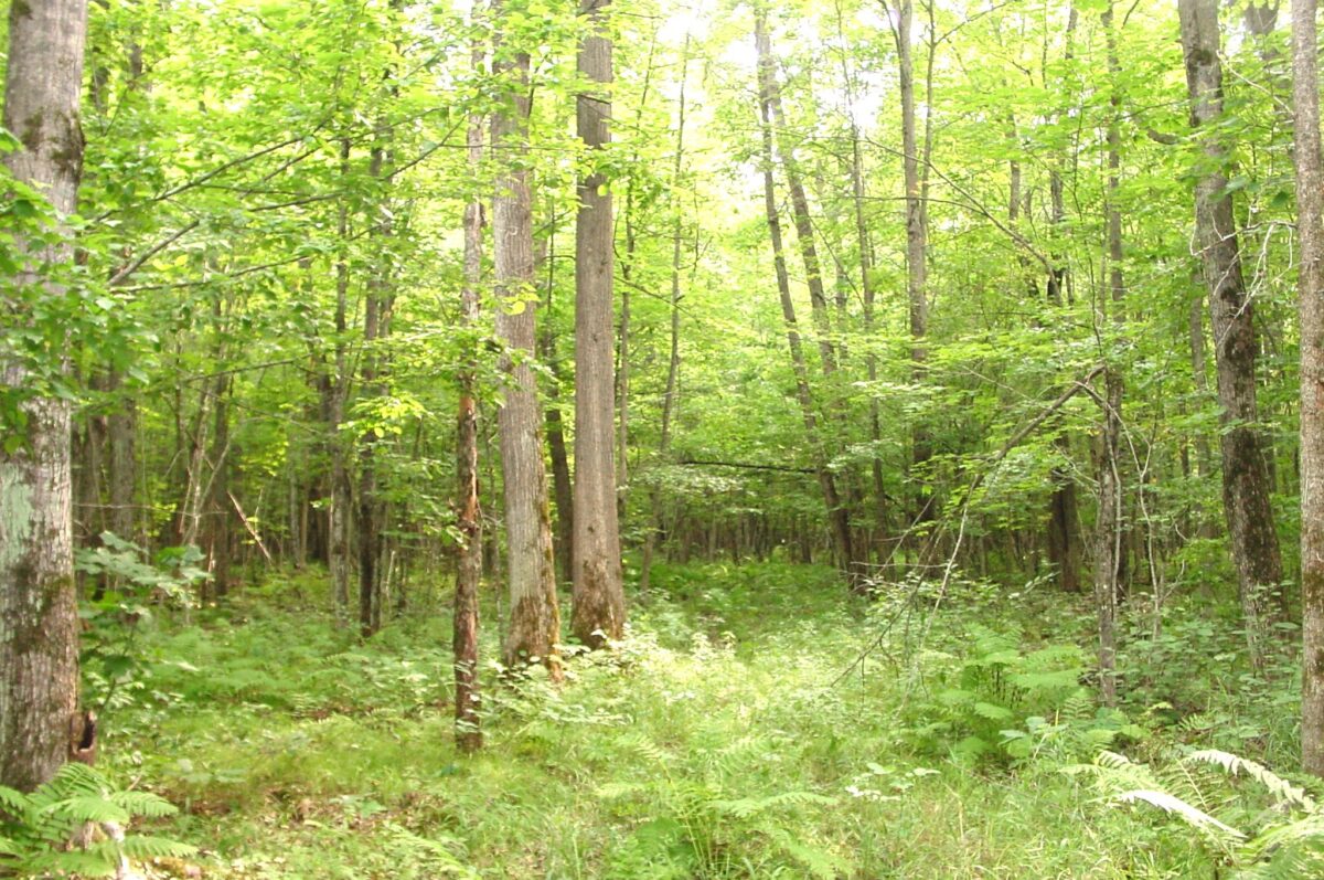 80 Acres on Bailey Road, Bruce WI 54819 - Land house for sale - MLS #1604154 - image24